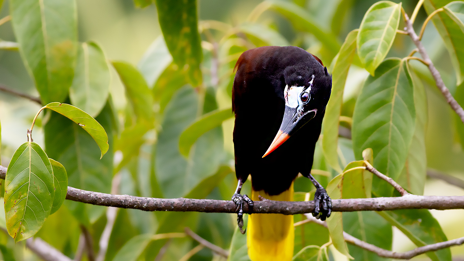 Montezuma Oropendola